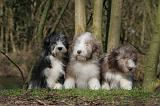 BEARDED COLLIE 321